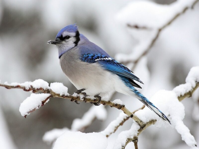 Blue Jay on Snowy Branch — Winter, Photograph