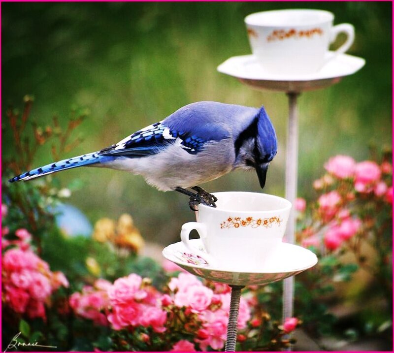 blue jay on teacup
