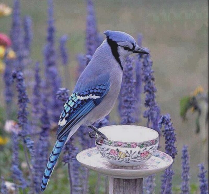 Blue Jay on Teacup — Serene, Afternoon