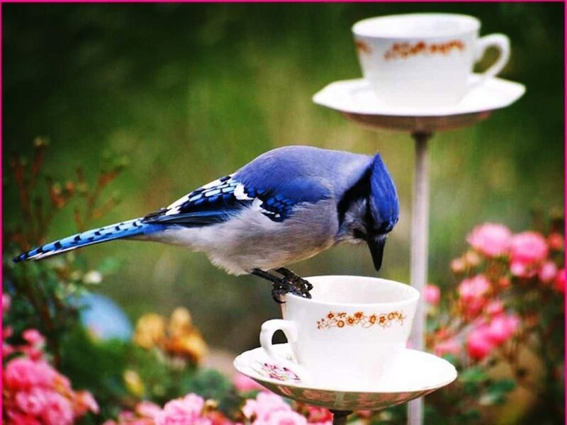 Blue Jay on Teacup — Serene, Morning, Photograph