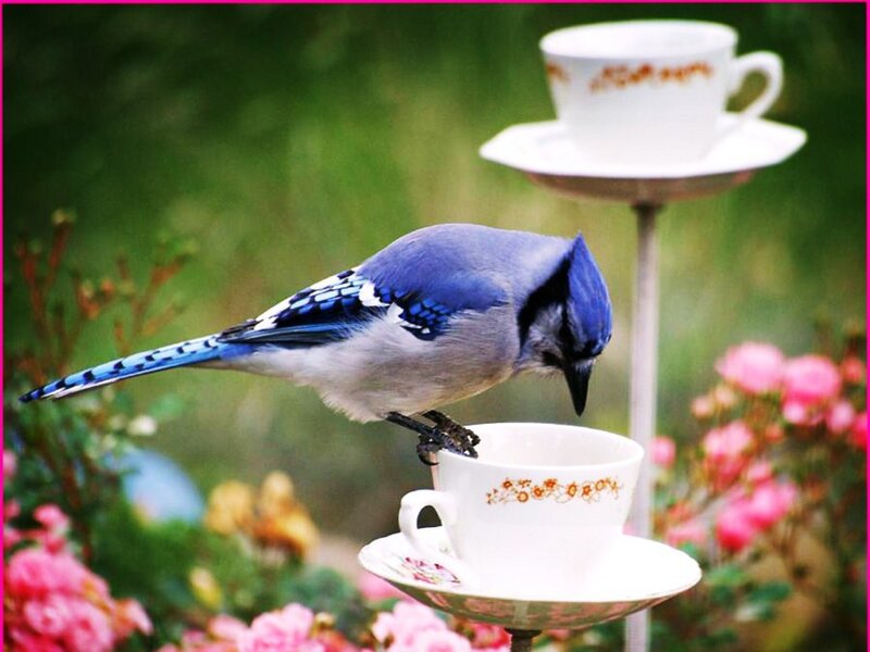 Blue Jay on Teacup — Serene, Morning