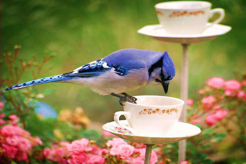 Blue Jay on Teacup — Serene, Spring