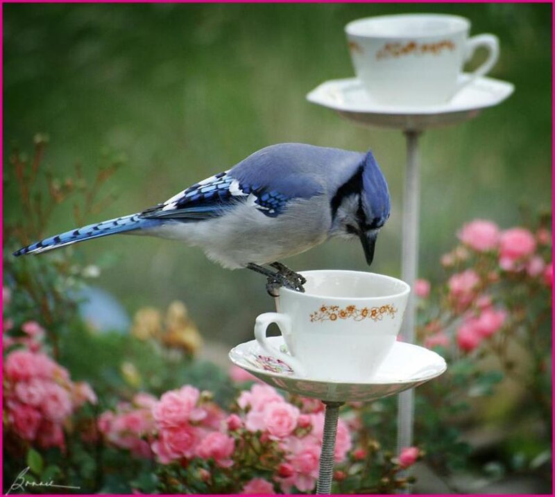 Blue Jay on Teacup — Serene