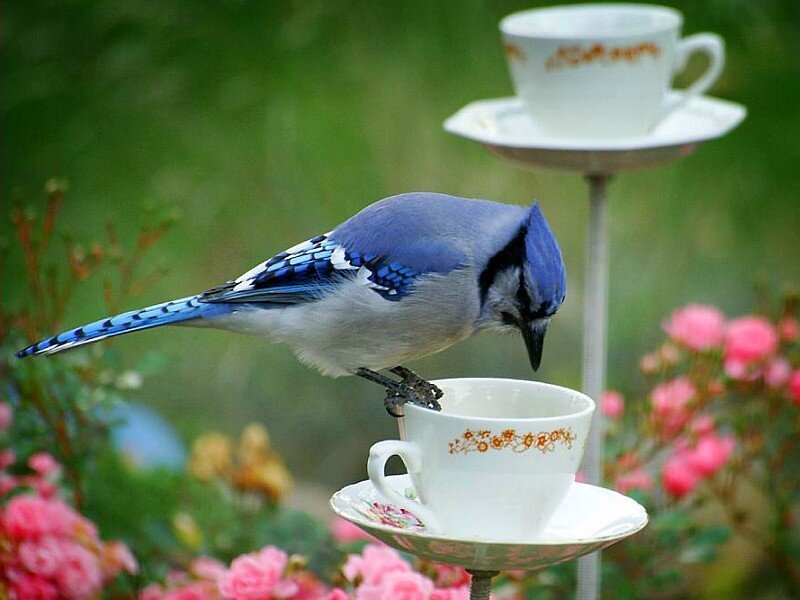 blue jay on teacup