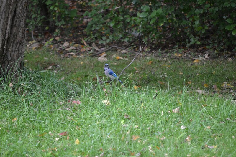 blue jay on the ground