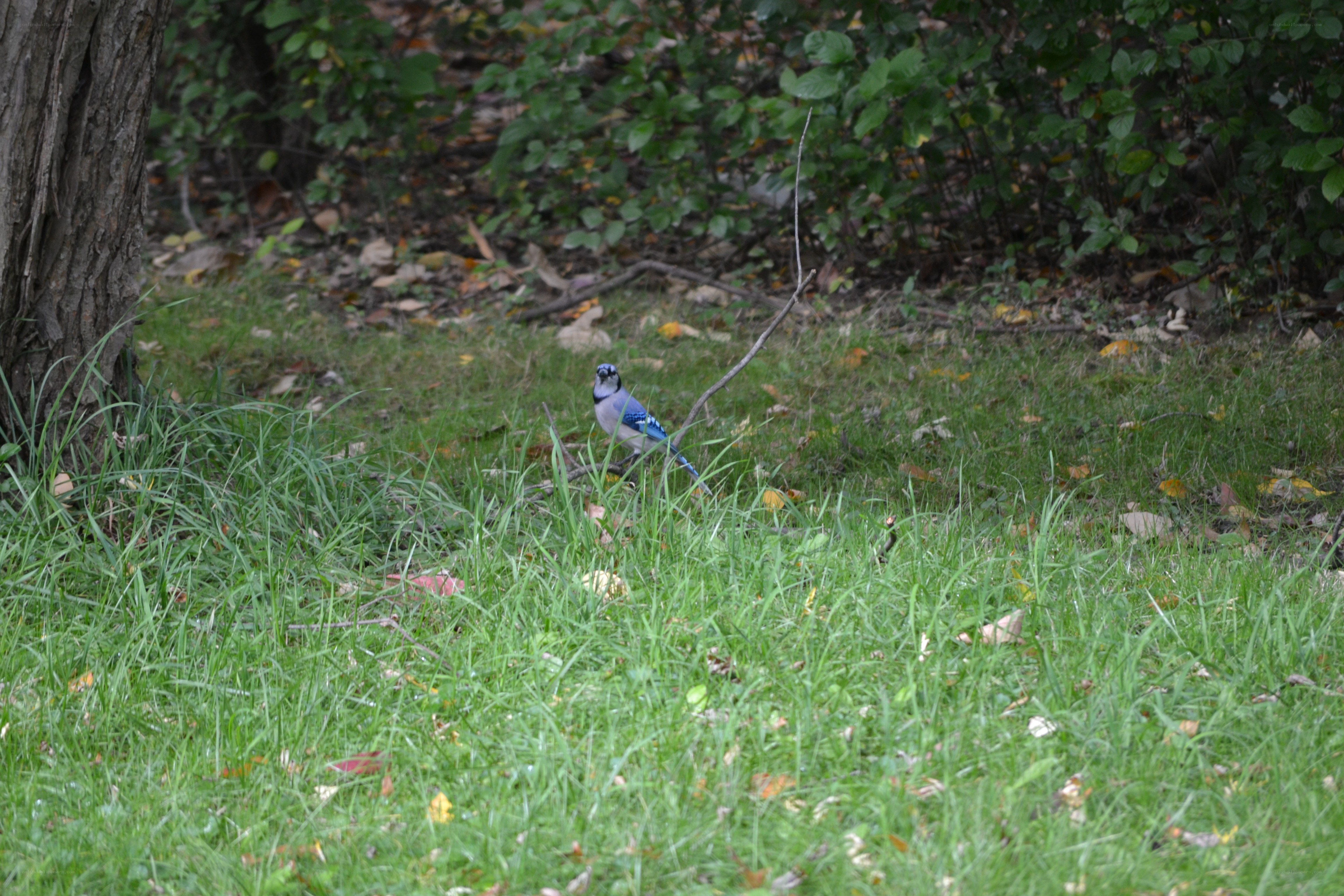 blue jay on the ground