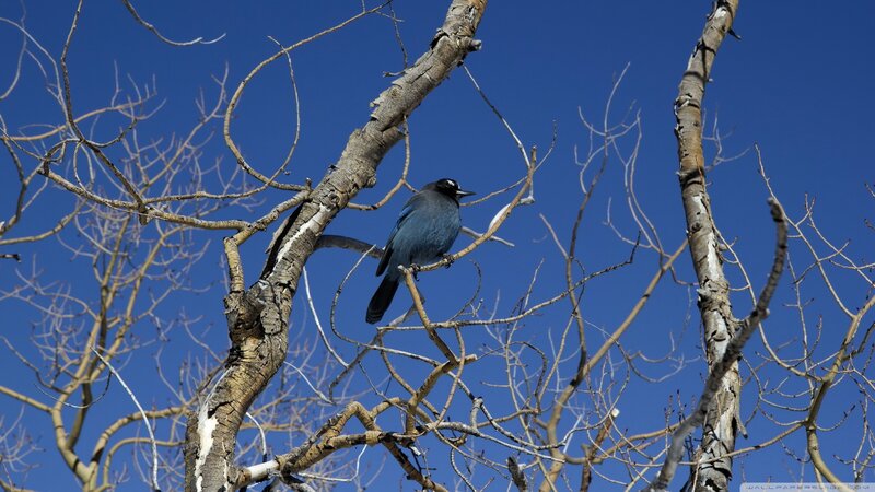 Blue Jay on Tree Branch — Serene, Afternoon, Photograph
