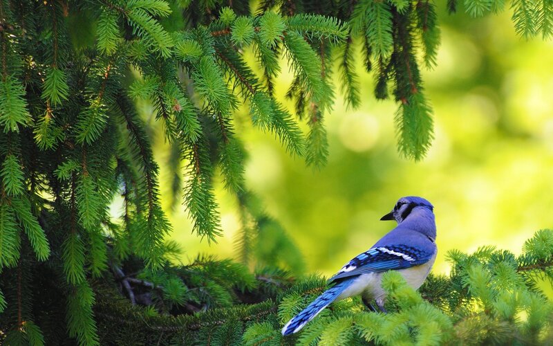 Blue Jay on Tree Branch — Serene, Afternoon, Photograph, Tree Branches