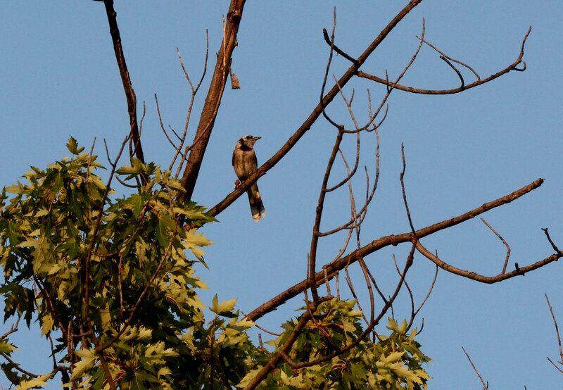 Blue Jay on Tree Branch — Serene, Afternoon