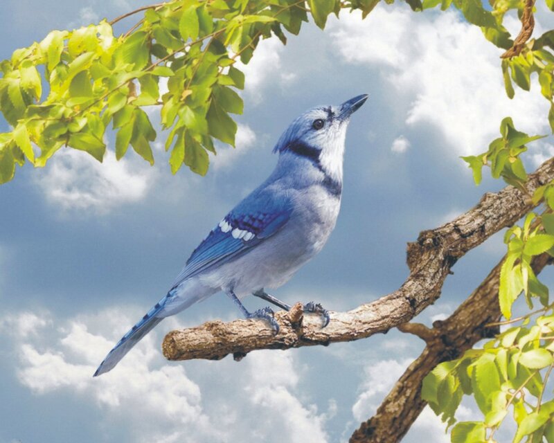 Blue Jay on Tree Branch — Serene