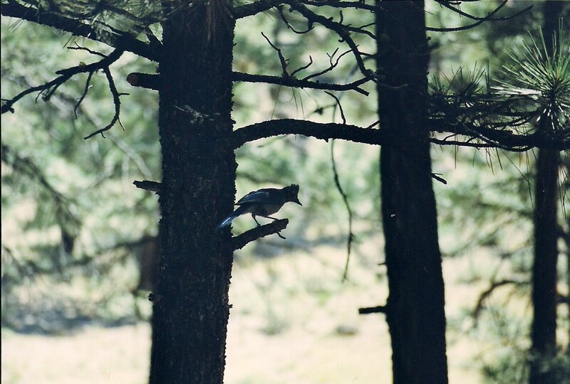 Blue Jay on Tree Branch