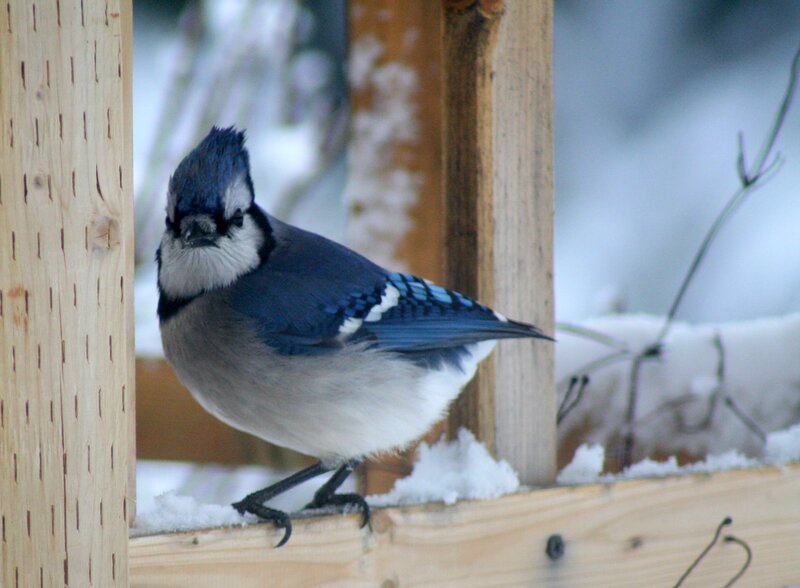 Blue Jay on Wooden Perch