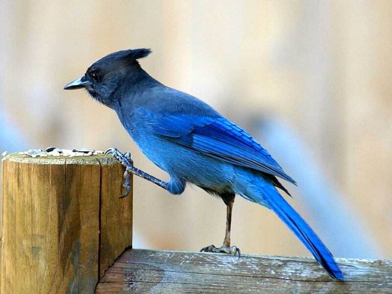 Blue Jay on Wooden Post — Calm
