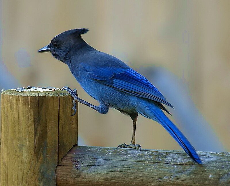 Blue Jay on Wooden Post