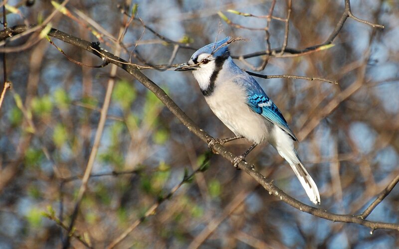 blue jay perched on a branch