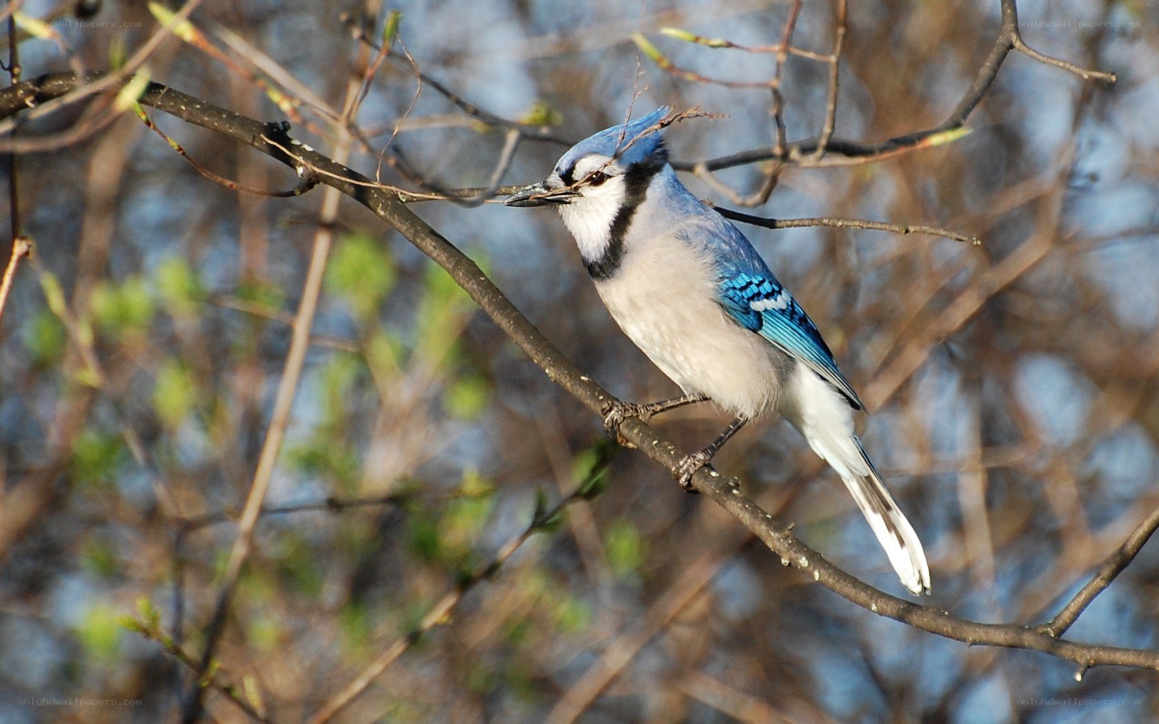 blue jay perched on a branch