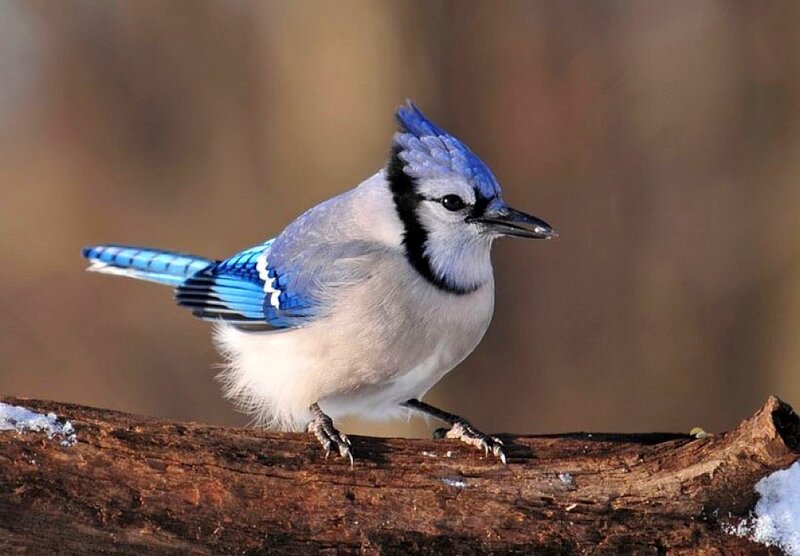blue jay perched on a log
