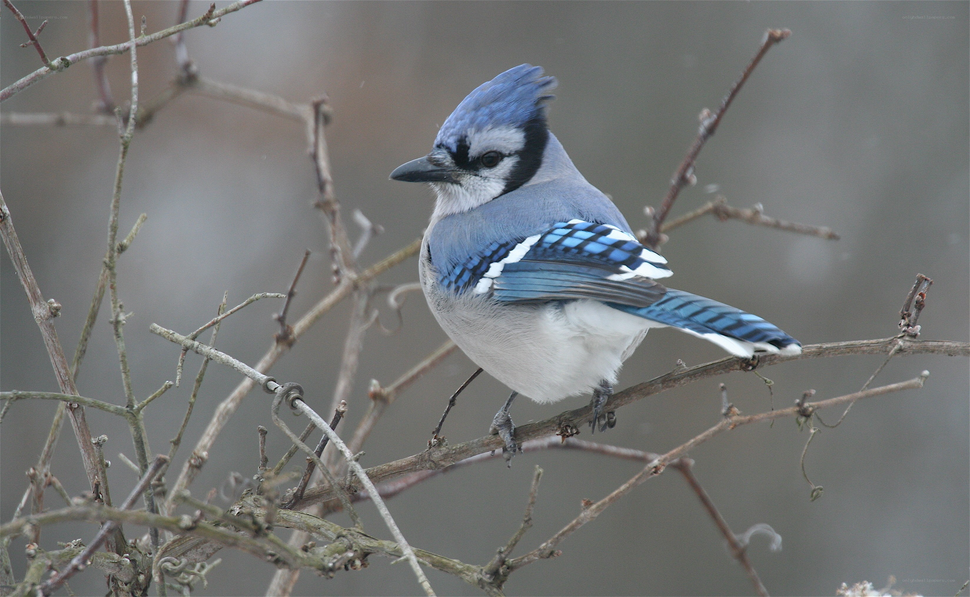 blue jay perched on branch