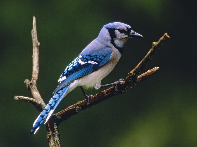 blue jay perched on branch