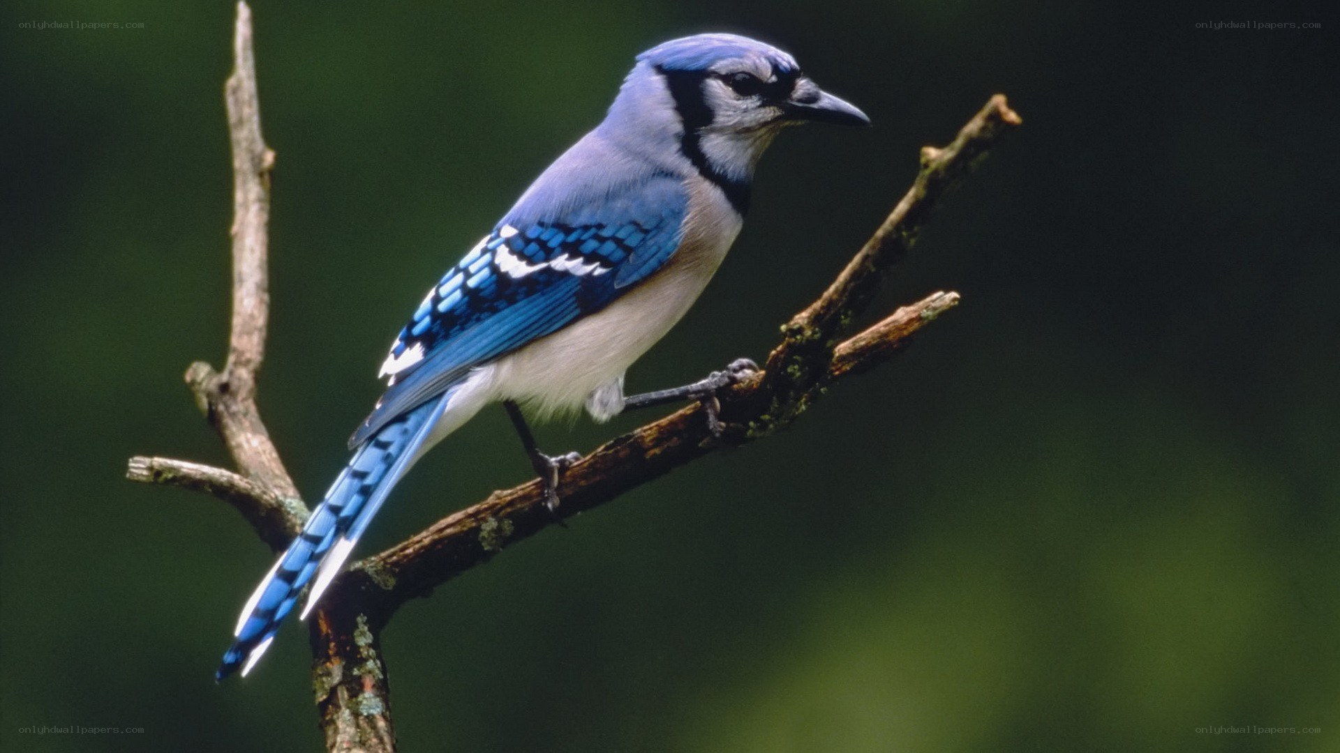 blue jay perched on branch