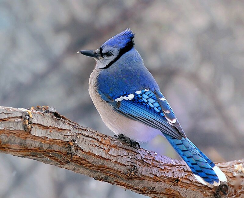 blue jay perched on branch