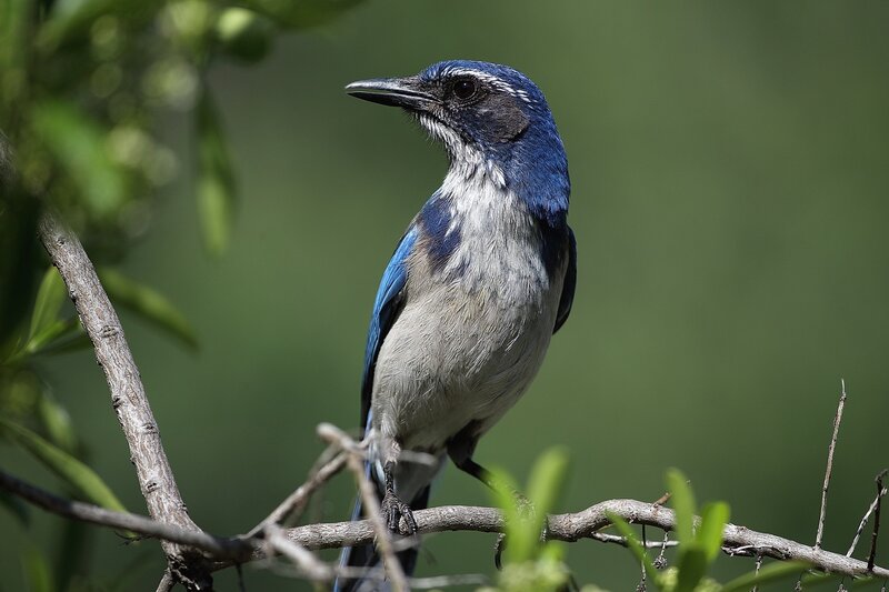 Blue Jay Perched on Branch — Calm, Afternoon