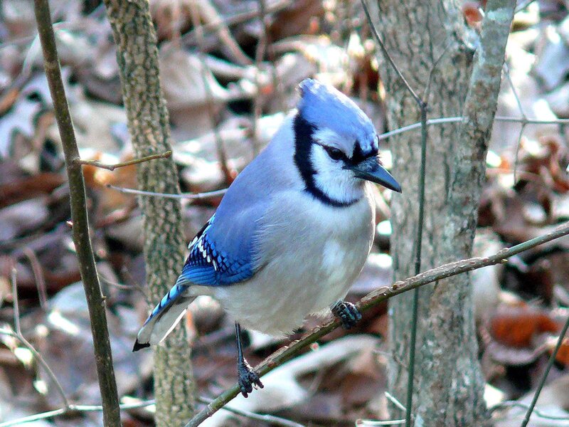Blue Jay Perched on Branch — Calm, Autumn, Photograph