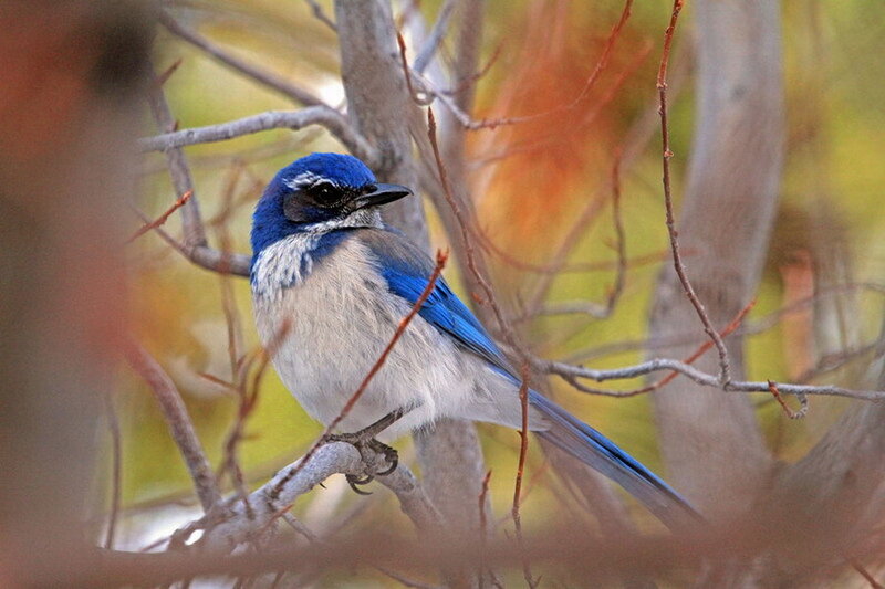 Blue Jay Perched on Branch — Calm, Autumn