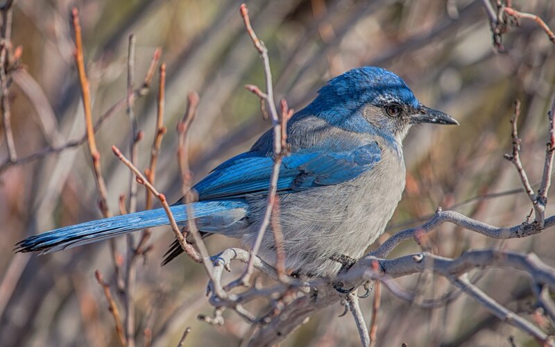 Blue Jay Perched on Branch — Calm, Spring