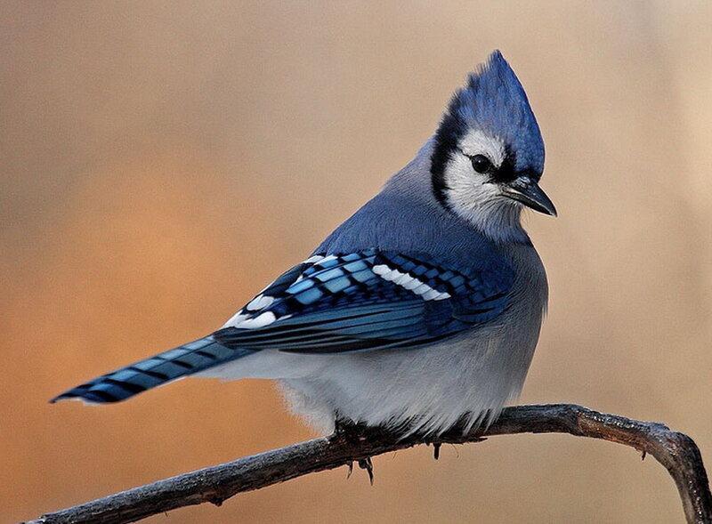 Blue Jay Perched on Branch — Calm