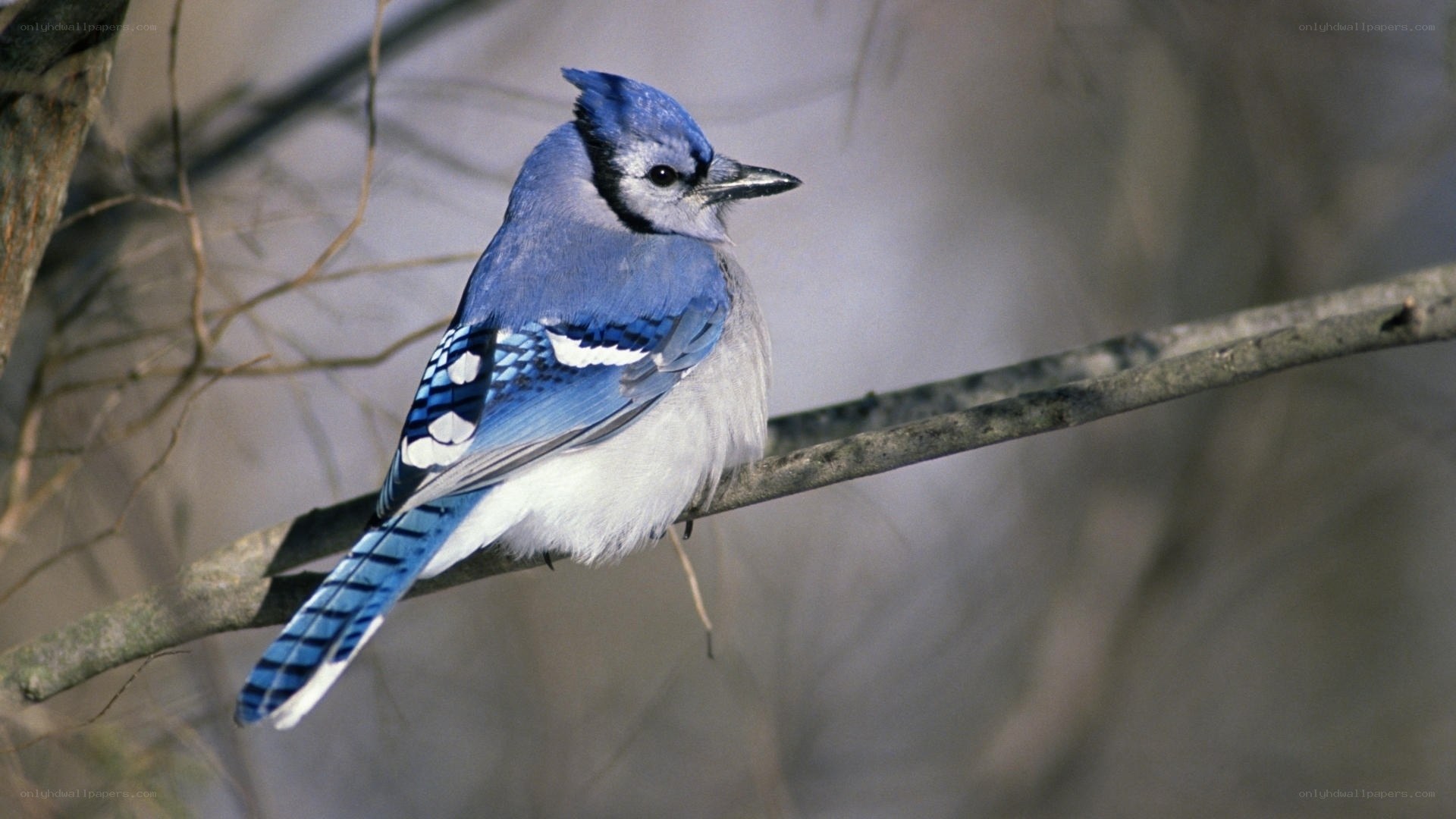 blue jay perched on branch