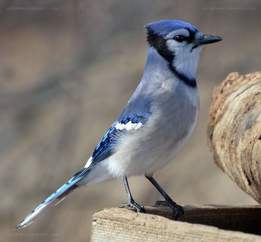 blue jay perched on wood