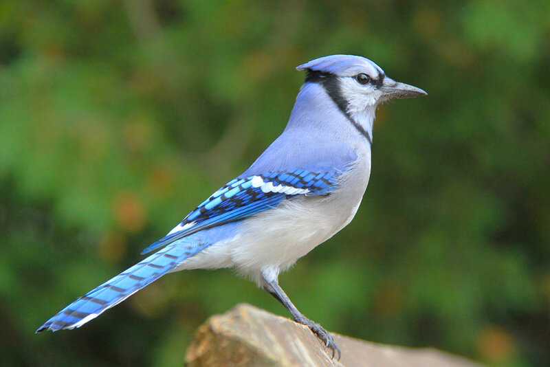 Blue Jay Perched