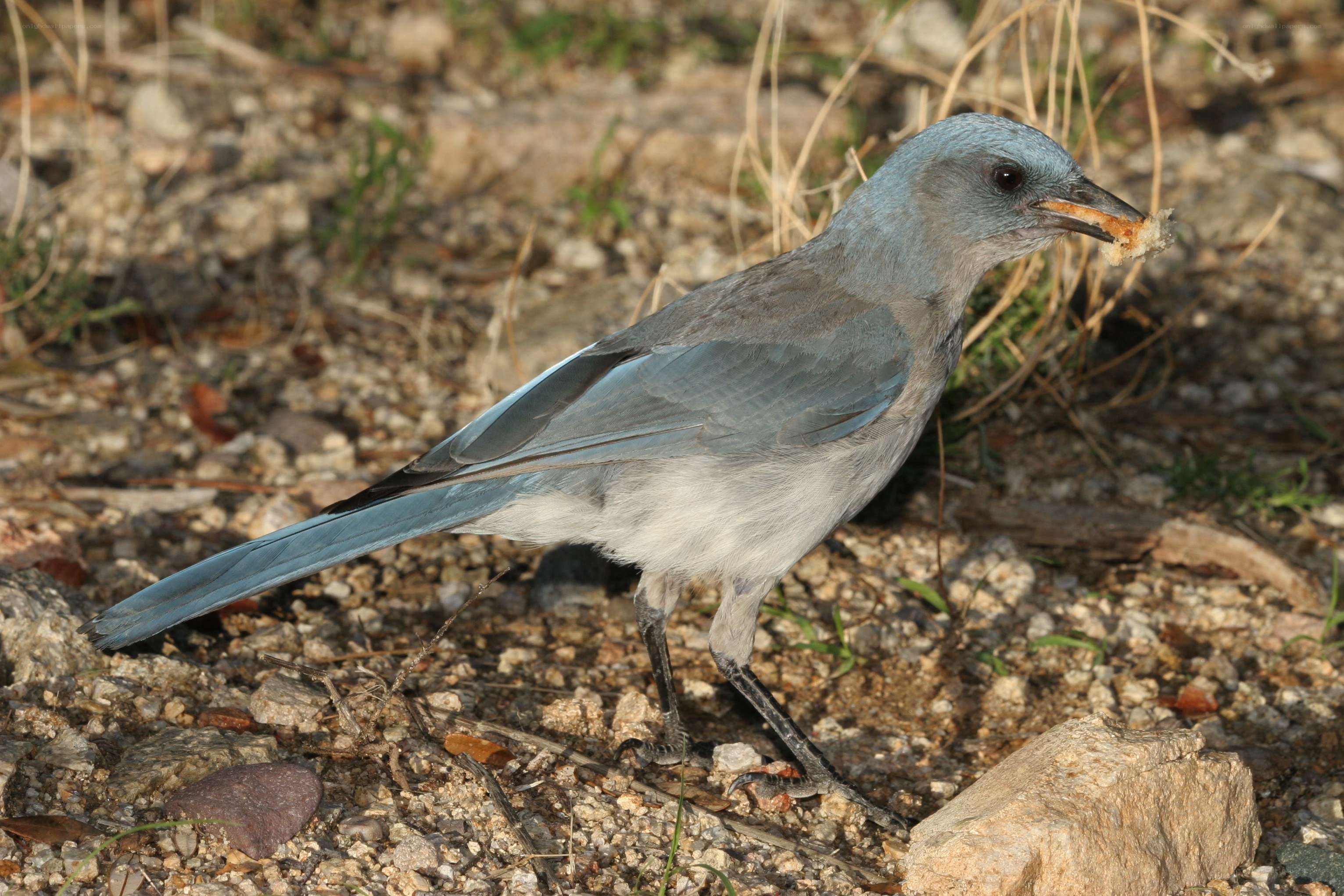 blue jay with food