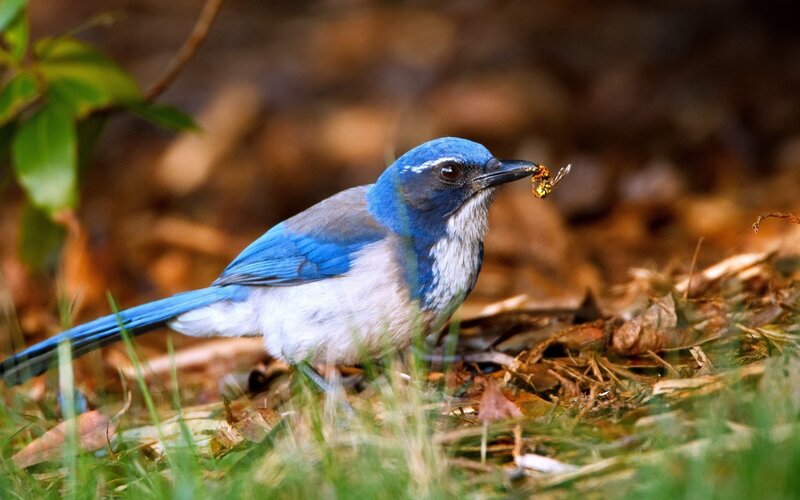 Blue Jay with Insect — Natural, Autumn