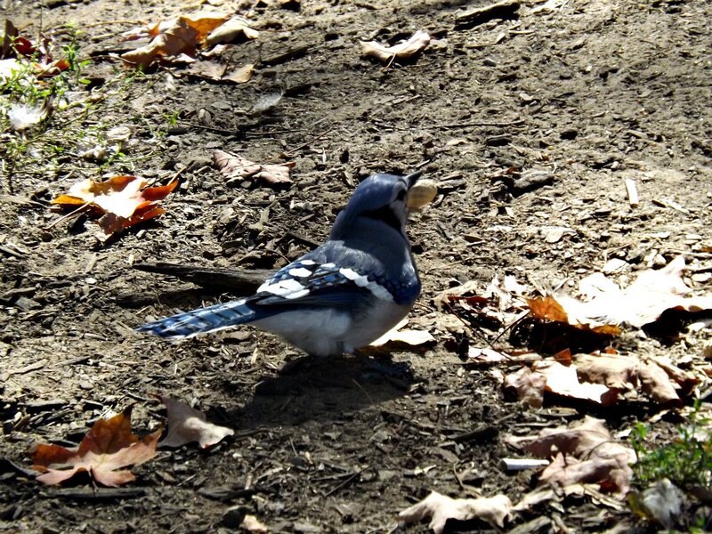Blue Jay with Nut