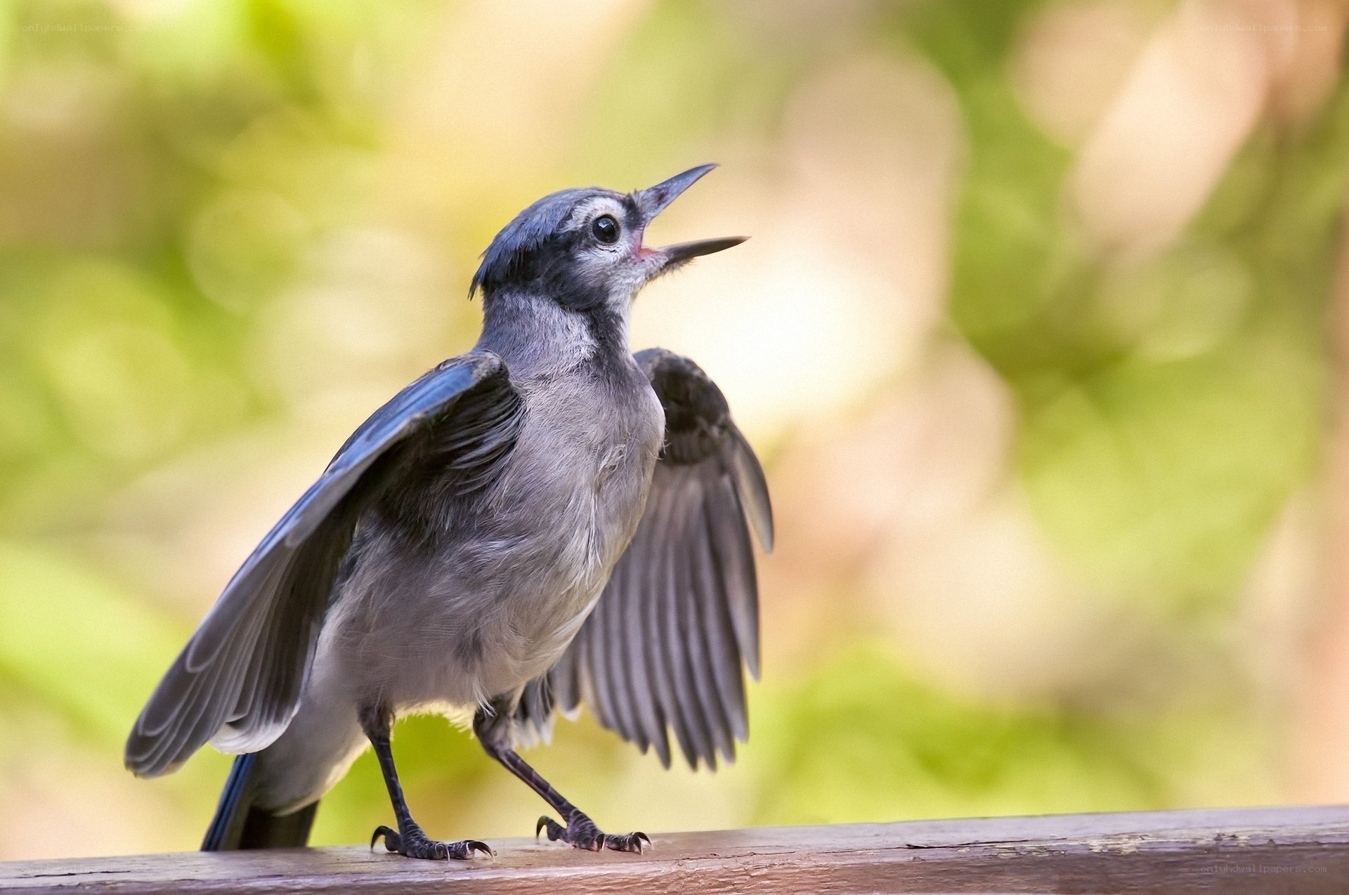 blue jay with open beak