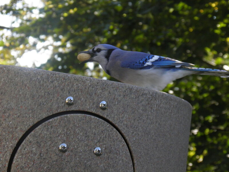 Blue Jay with Peanut — Calm, Afternoon
