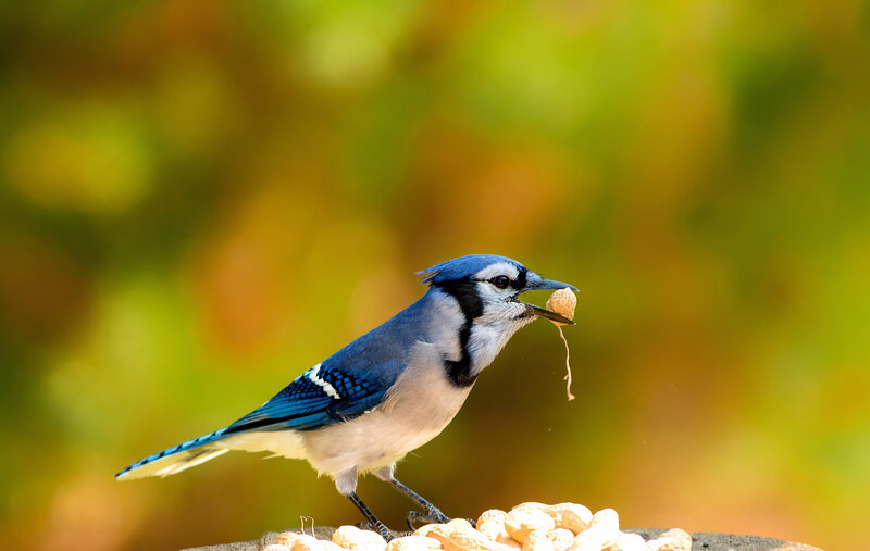 Blue Jay with Peanut — Calm, Autumn