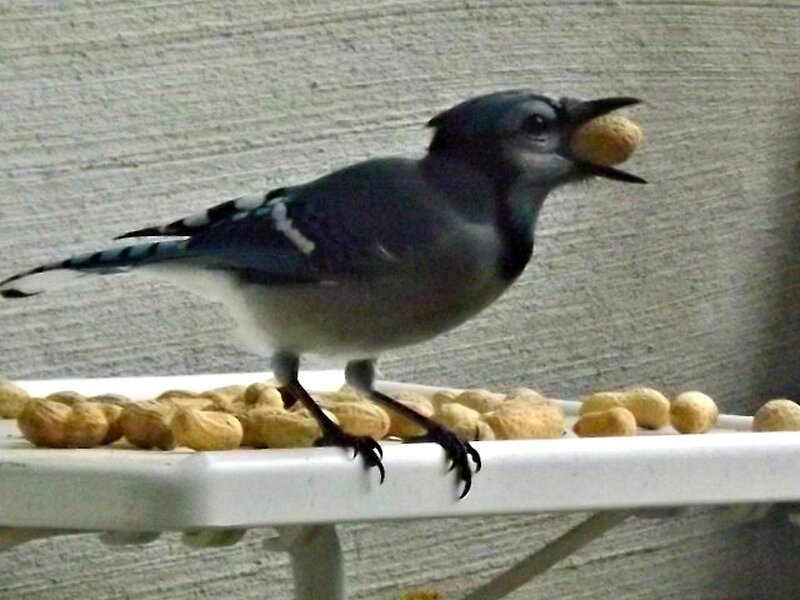 Blue Jay with Peanut — Calm