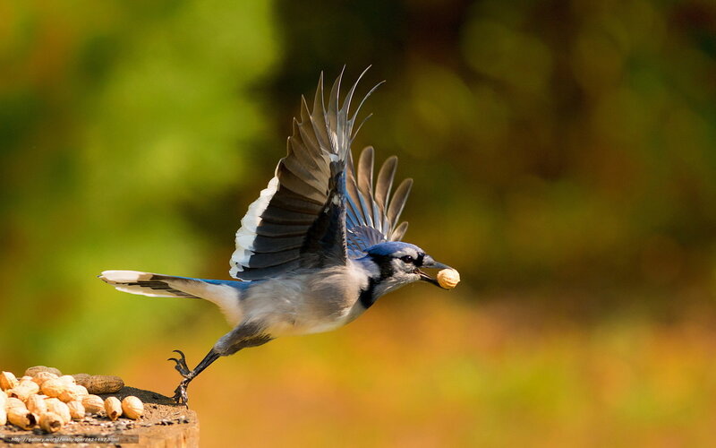 Blue Jay with Peanut — Dynamic