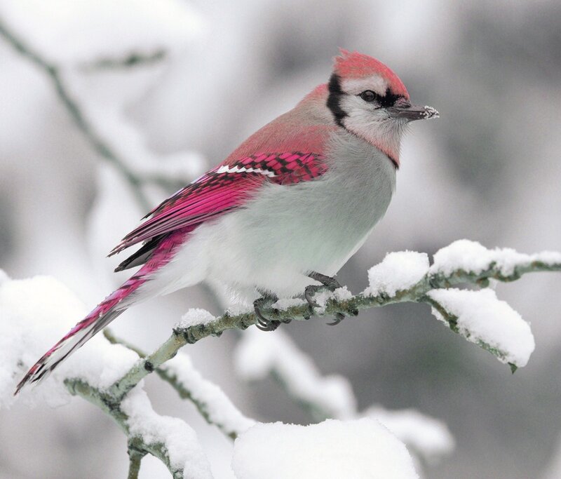 blue jay with pink feathers