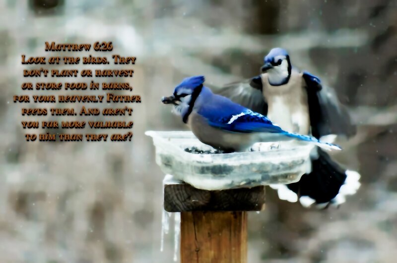 Blue Jays at Feeder