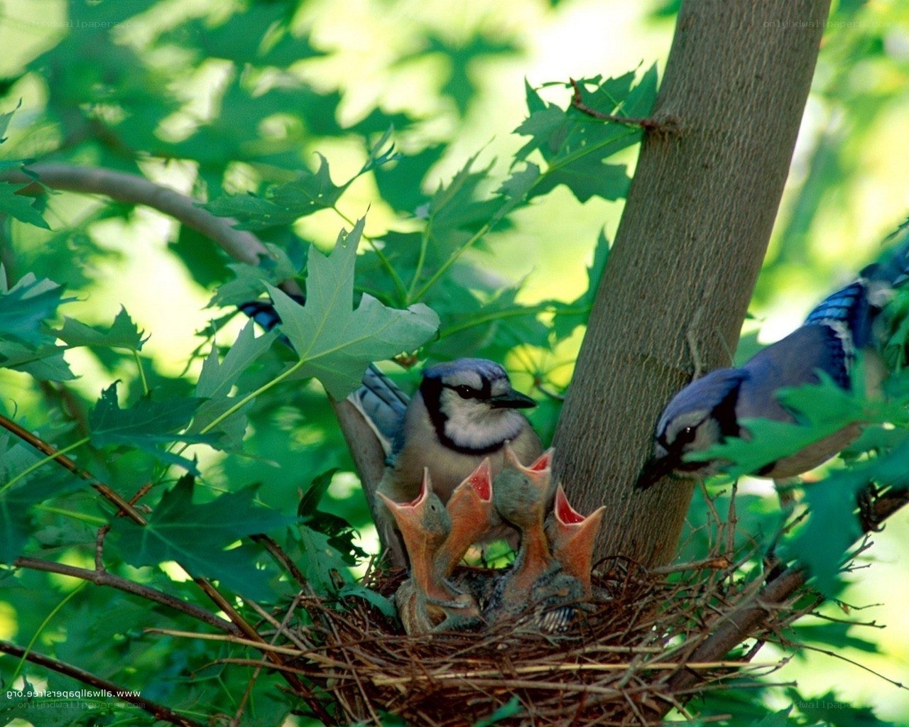 Blue jays feeding chicks