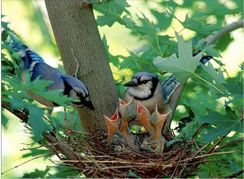 Blue jays feeding chicks