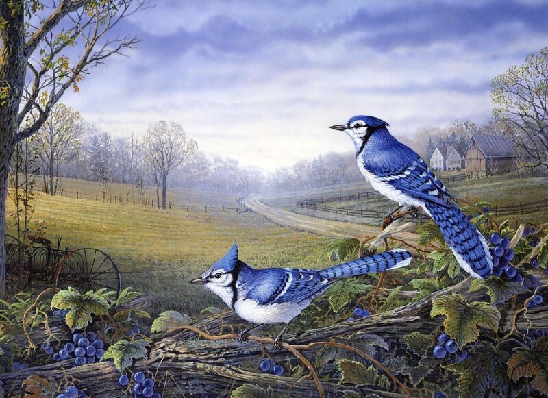 Blue jays in a vineyard