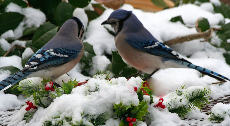 Blue Jays in Snow