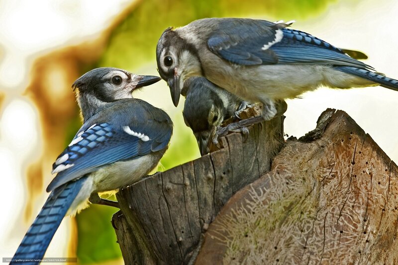 Blue Jays on a Stump
