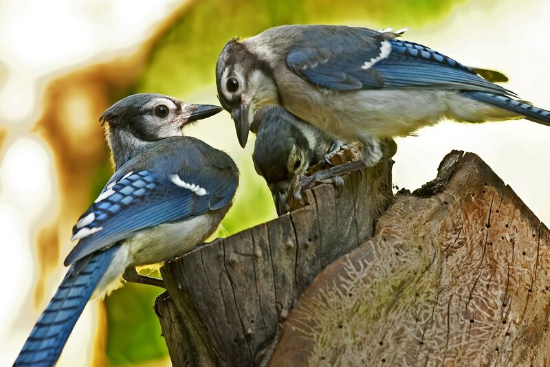 Blue jays on a tree stump