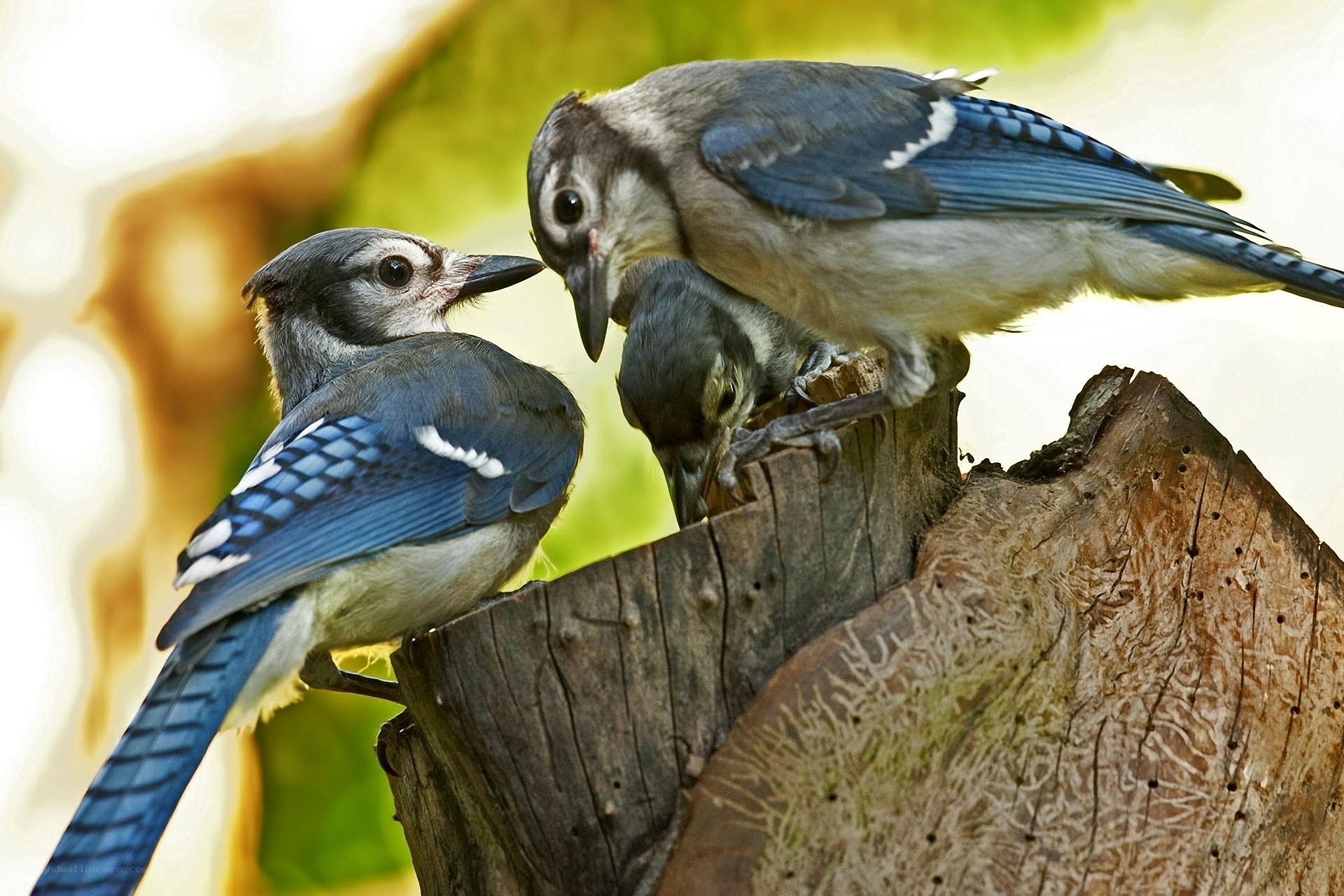 Blue jays on a tree stump